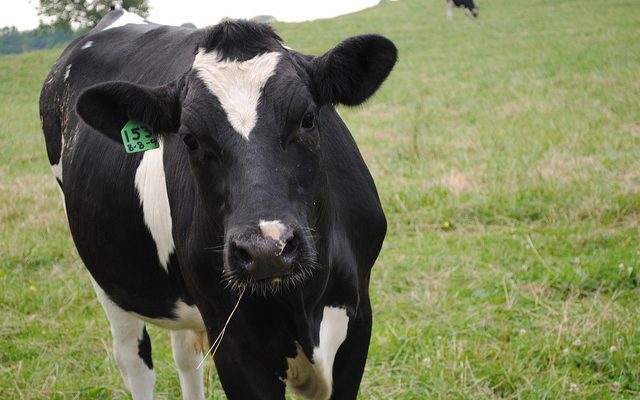dairy cow