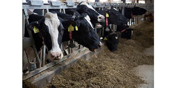 Iowa State University Extension and Outreach is sponsoring the 2018 Four-State Dairy Nutrition and Management Conference, which will feature the latest information in dairy nutrition and management. (Courtesy of ISU Extension and Outreach)