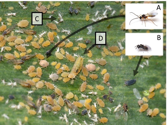 SugarcaneAphidswithParasitoids SugarcaneAphidswithParasitoids