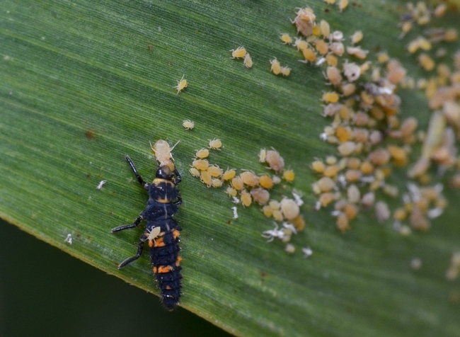 SugarcaneAphidLadyBeetleLarvae SugarcaneAphidLadyBeetleLarvae