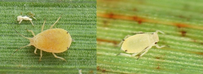 SugarcanAphid-updated SugarcanAphid-updated