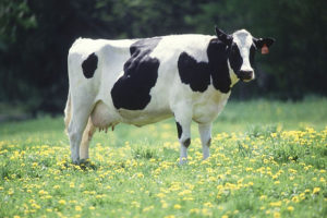 DairyBusiness News (USDA, Flickr/Creative Commons)