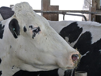 DairyBusiness News (RichardBH, Flickr/Creative Commons)