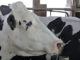 DairyBusiness News (RichardBH, Flickr/Creative Commons)