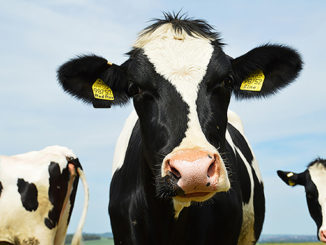 DairyBusiness News (Tobias Nordhausen, Flickr/Creative Commons)