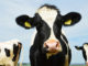 DairyBusiness News (Tobias Nordhausen, Flickr/Creative Commons)