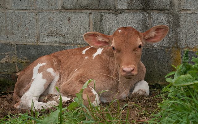 Guernsey calf