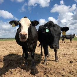 Two mostly black beef cows stand in the center of a dirt lot, part of a bigger green pasture