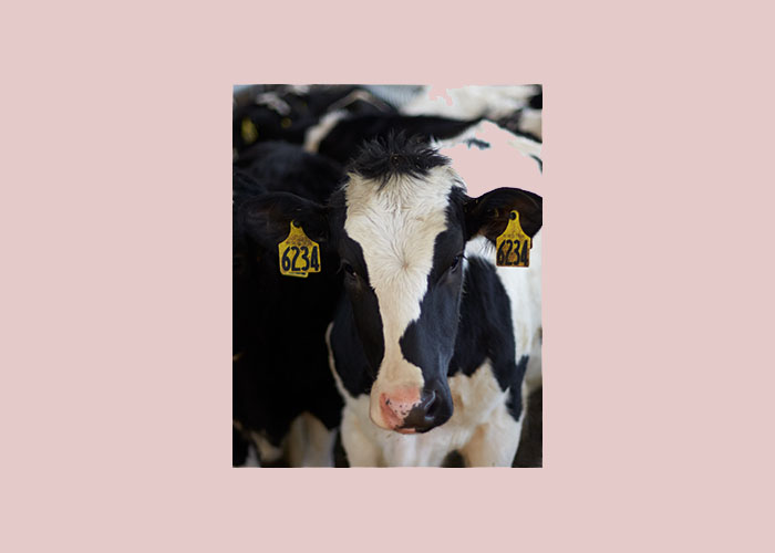 Right Size Your Heifer Herd To Help Lower Expenses Dairy Business News