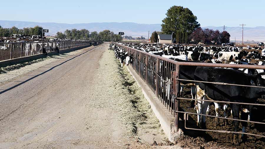 Dairy cows in open lot on US dairy farm