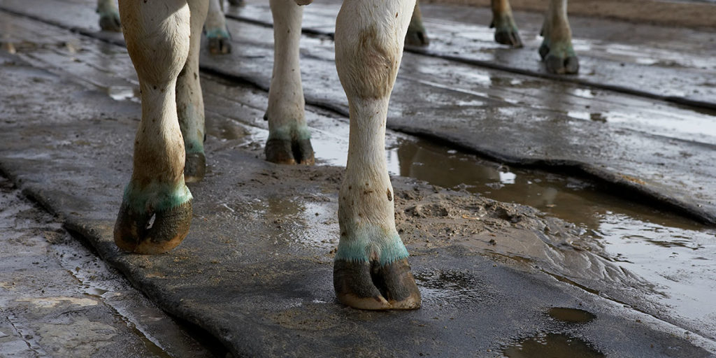 What is Inflammation in Your Cows and Why Should You Be Concerned