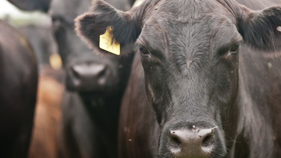 Cattle Inventory January Cattle Inventory shows first herd contraction since 2014 ...