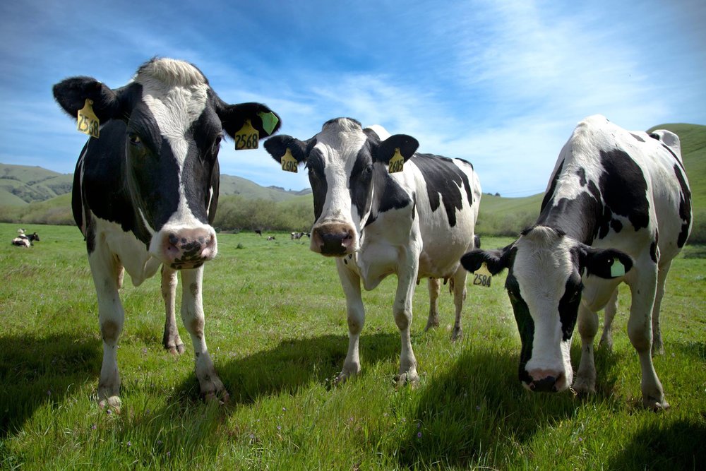 UC Davis Research shows California dairies reducing environmental