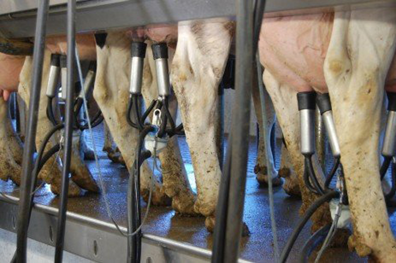 Risk Management Tools: Dairy Revenue Protection | Dairy Business News