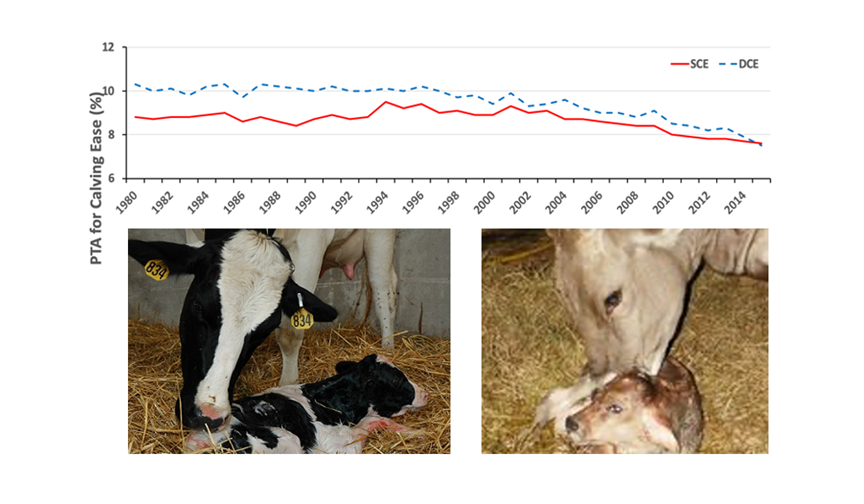 What’s Going On with Calving Ease? Dairy Business News