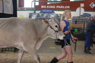 Girl leading cow