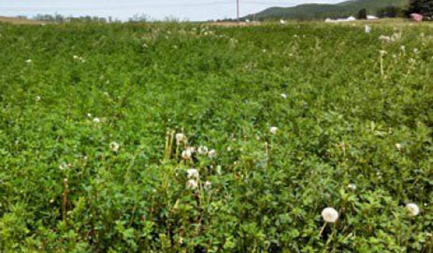 Spring Weed Control in Alfalfa Dairy Business News