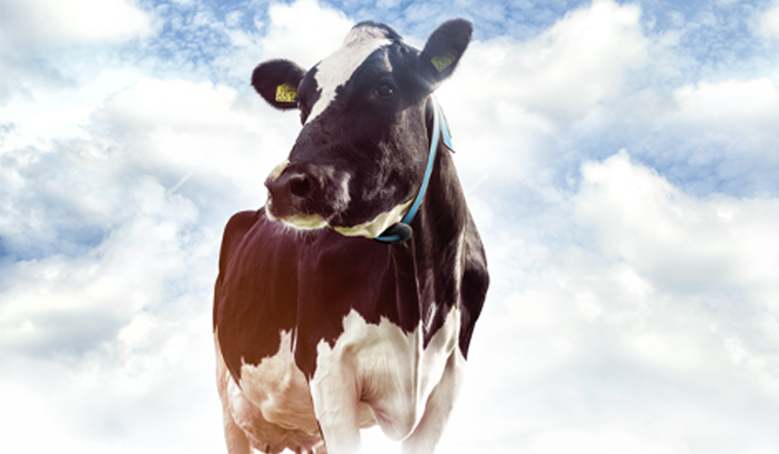 Waikato Milking Systems and Nedap announce partnership and new herd