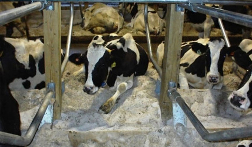What is Cow Comfort? Dairy Business News