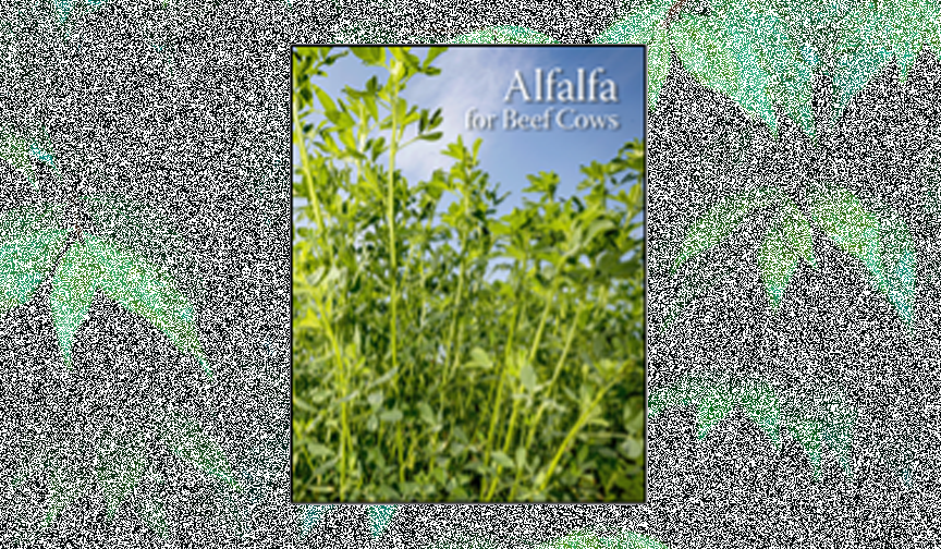 NAFA Releases “Alfalfa for Beef Cows” Dairy Business News