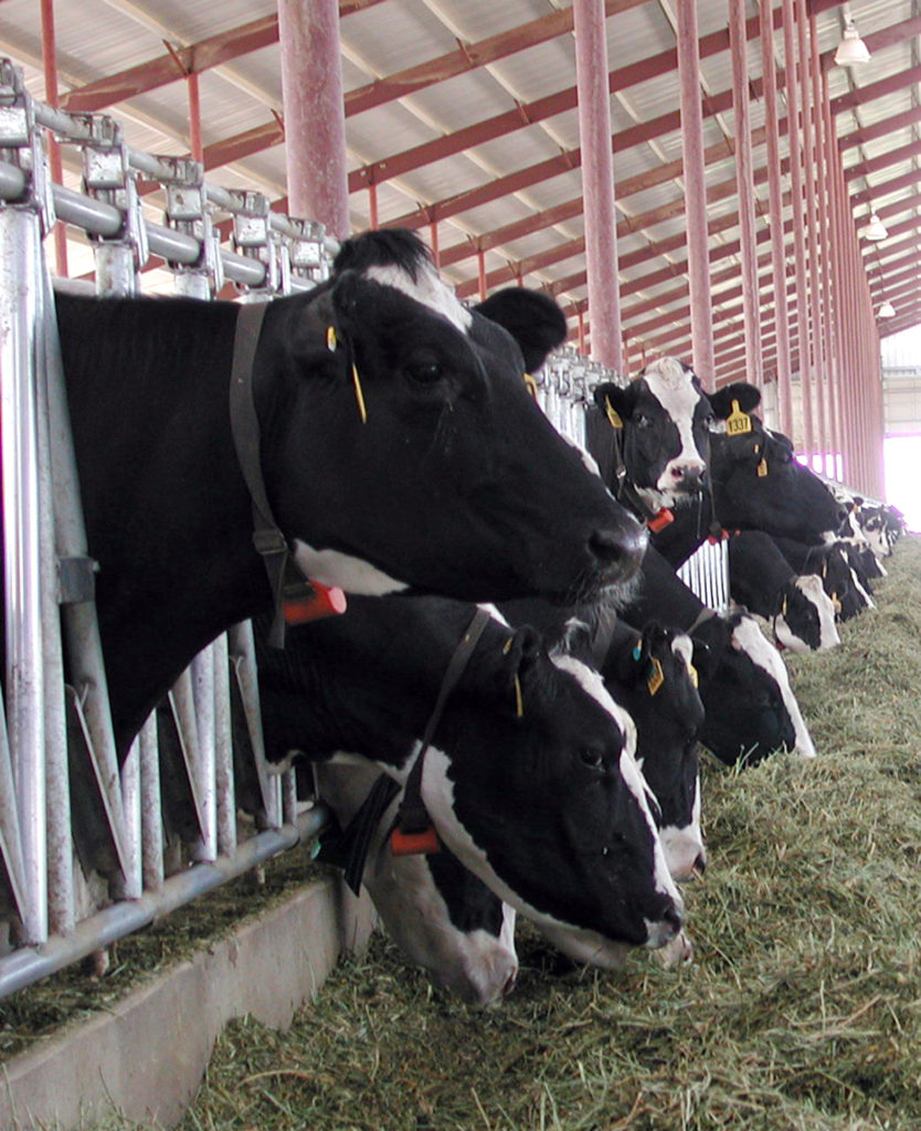 Black and white dairy cows eat hay from a feed bunk under a covered barn and have devices attached to collars around their necks 
