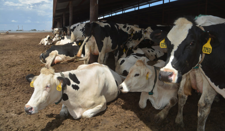 Selecting dairy replacements based on heat stress Dairy Business News