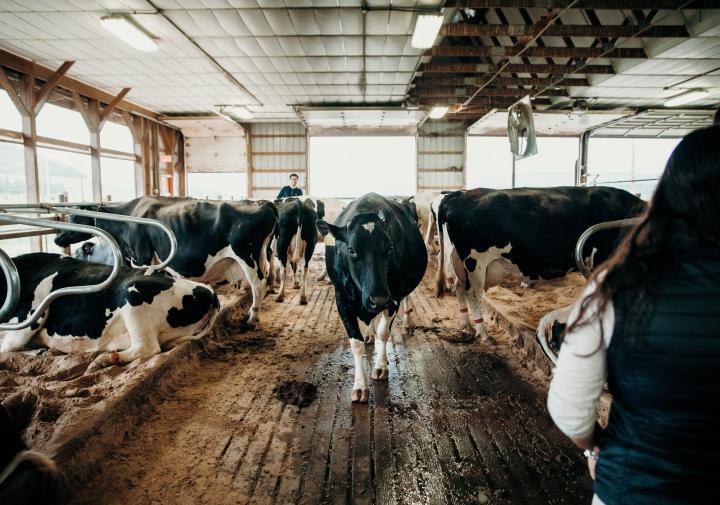 Dairy cows in Cornell’s College of Veterinary Medicine Teaching Dairy Barn.