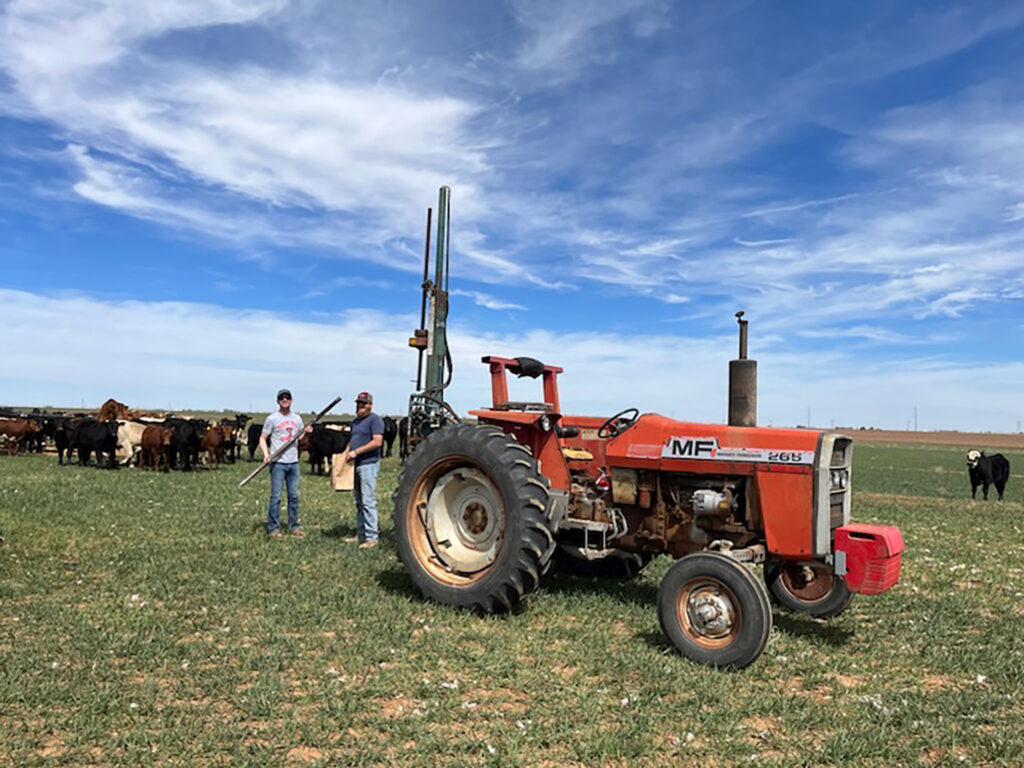 Two guys stand at the back of a red tractor with a soil sampling machine on it in a pasture of young, green wheat that is being grazed by cattle