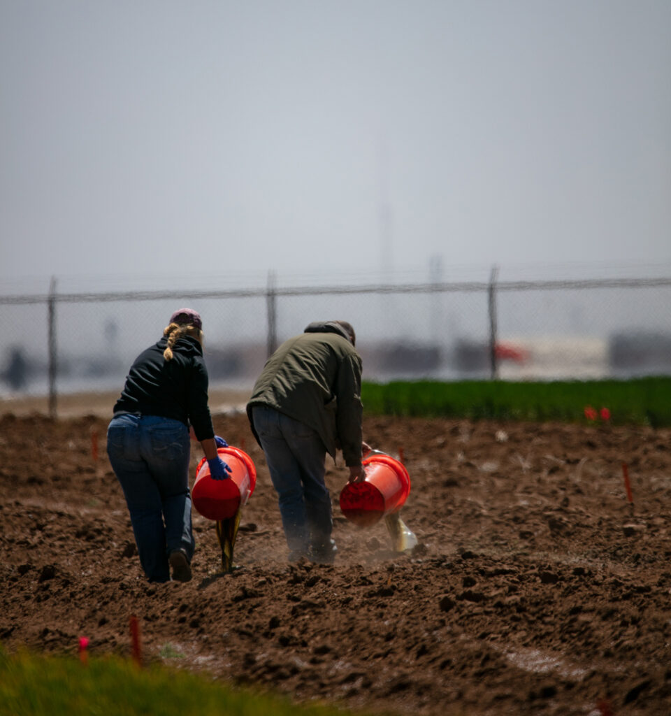 two people walk stooped over dumping liquid manure from orange buckets