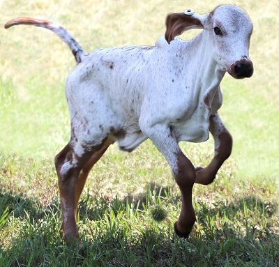 Calf