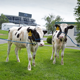 Two Holstein bull calves