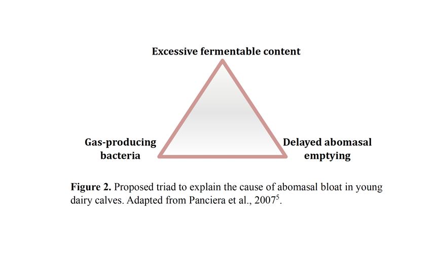 Preventing abomasal bloat in dairy calves Dairy Business News
