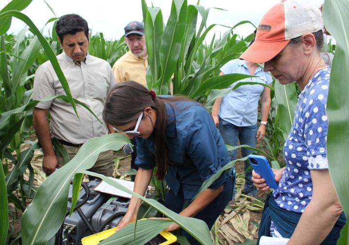 People in corn field watching equipment demonstration.