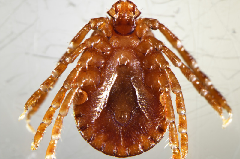 Close-up of an Asian longhorned tick. Photo: Risa Pesapane