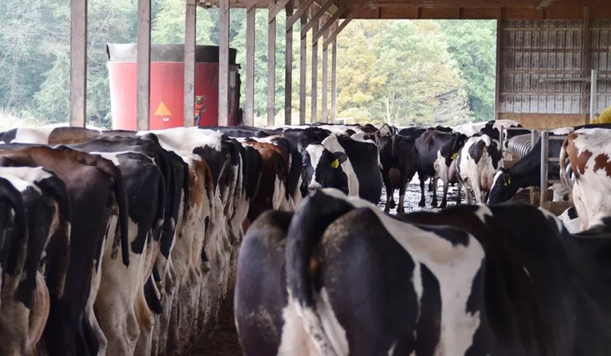 Timed AI Protocols Presynch Ovsynch Dairy Business News