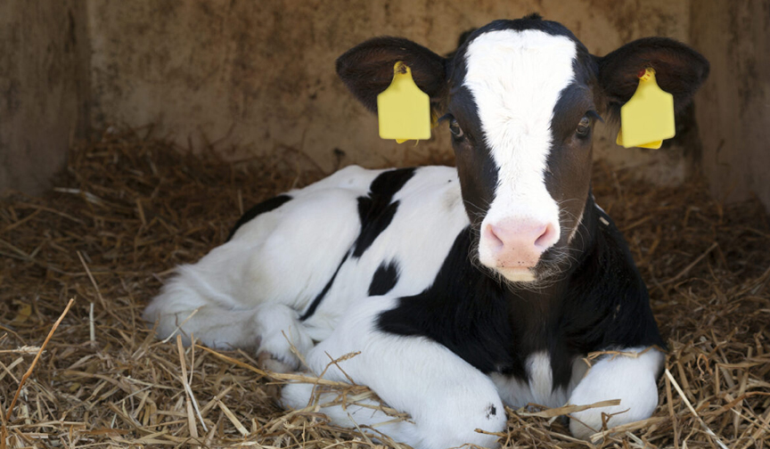 DairyVoice Podcast: Dr. Kelly Reed of Diamond V Talks About Calf Health ...