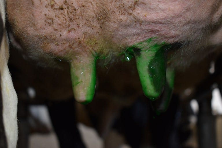 Difference in teat coverage