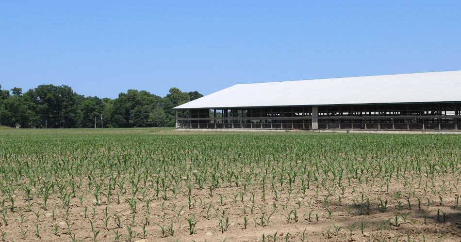 Corn field and barn
