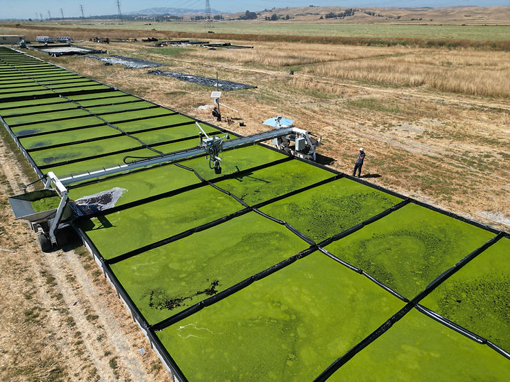 Fyto employee oversees automated aquatic crop harvesting of lemna grown on dairy effluent in 2023. Image Credits: Fyto.