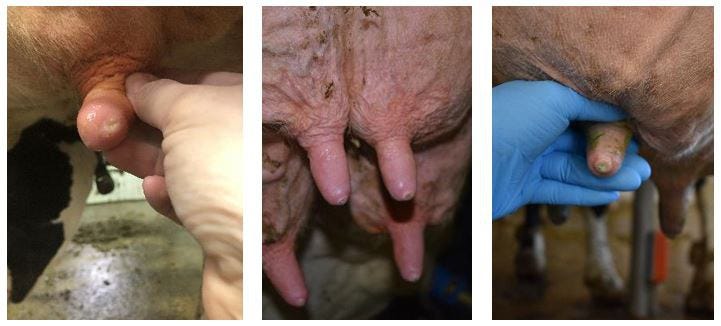 the progression of hyperkeratosis of the teat end