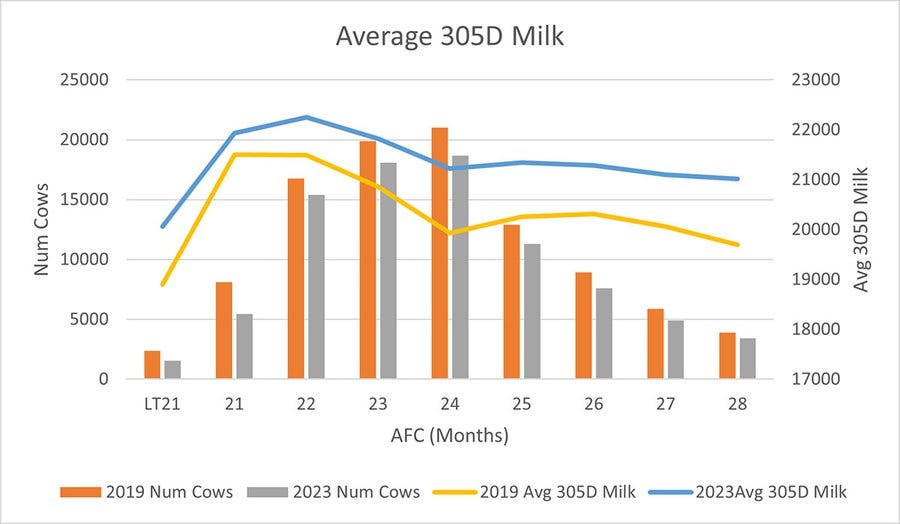 Distribution of the number of calves by age for first lacation in 2019 and 2023. And overlay of average milk production by year. Note: less calves in 2023, but higher average milk production