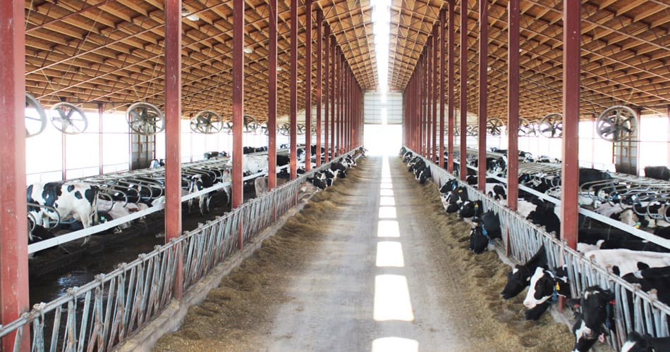 The Stammen's freestall barn