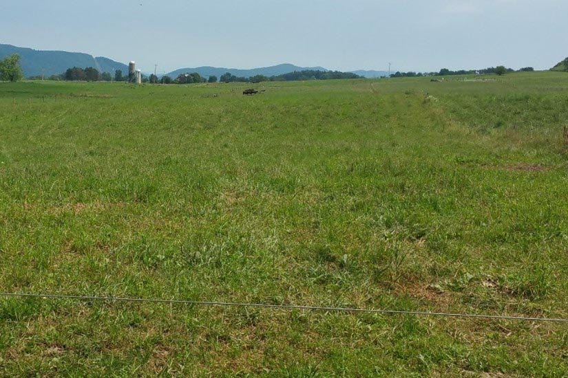A weedy grass pasture in spring. Source: Penn State Extension