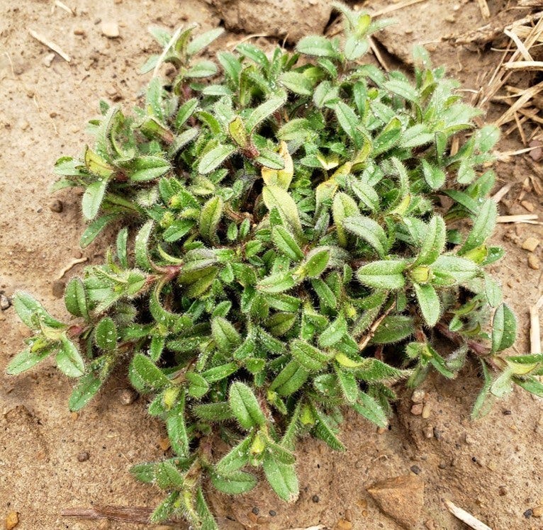 Mouseear Chickweed plant. low growing plant with small, hairy leaves