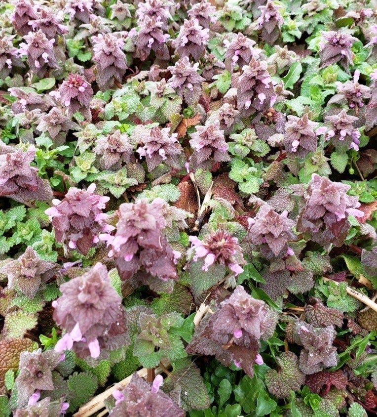Purple deadnettle plants showing distinctive purple new growth.