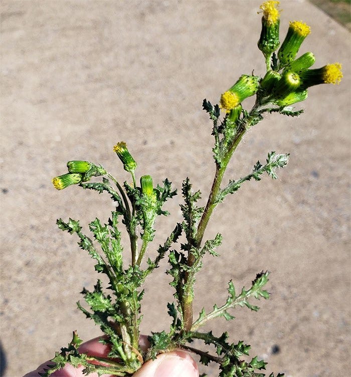 Common groundsel plant with flower heads