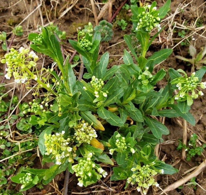 Field pennycrest plant with flower heads getting ready to bloom
