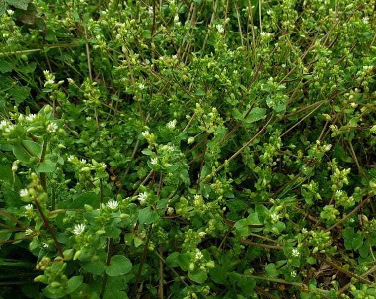A mass of common chickweed in flower (white)