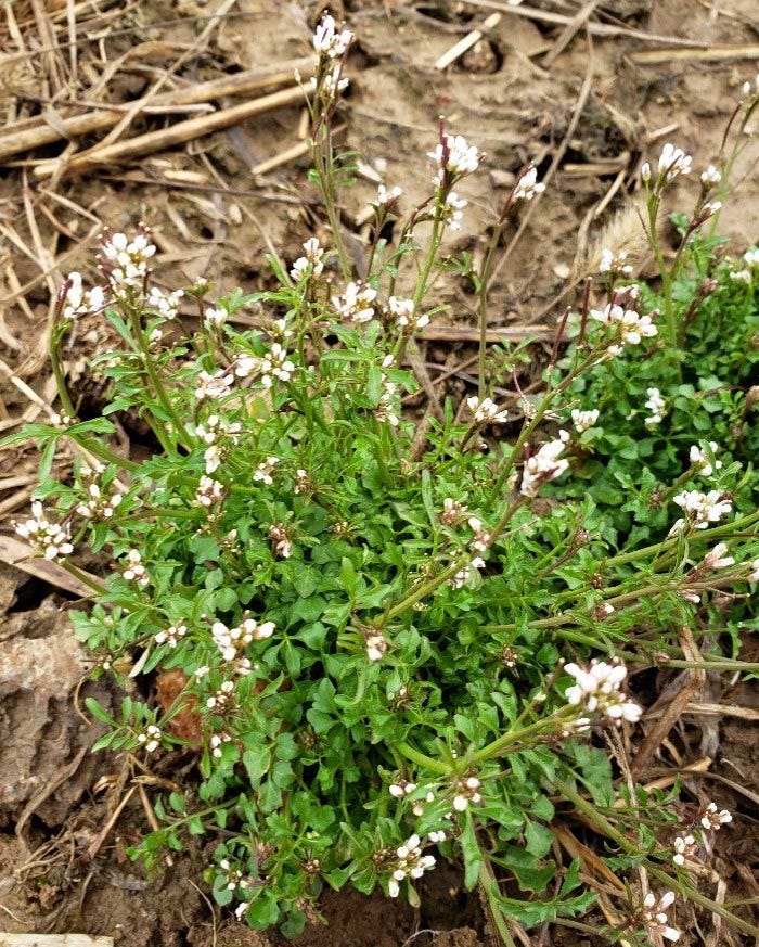Hairy bittercrest plant in flower (white).