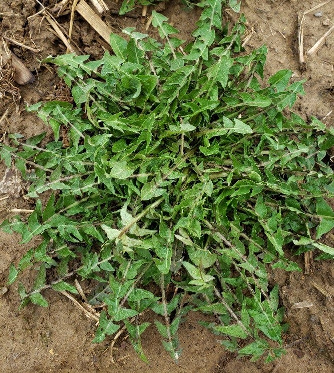 Dandelion plant (rosette of long deeply serrated leaves)